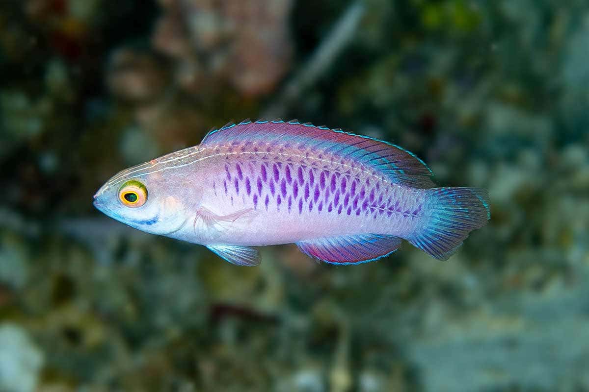 The vibranium fairy wrasse