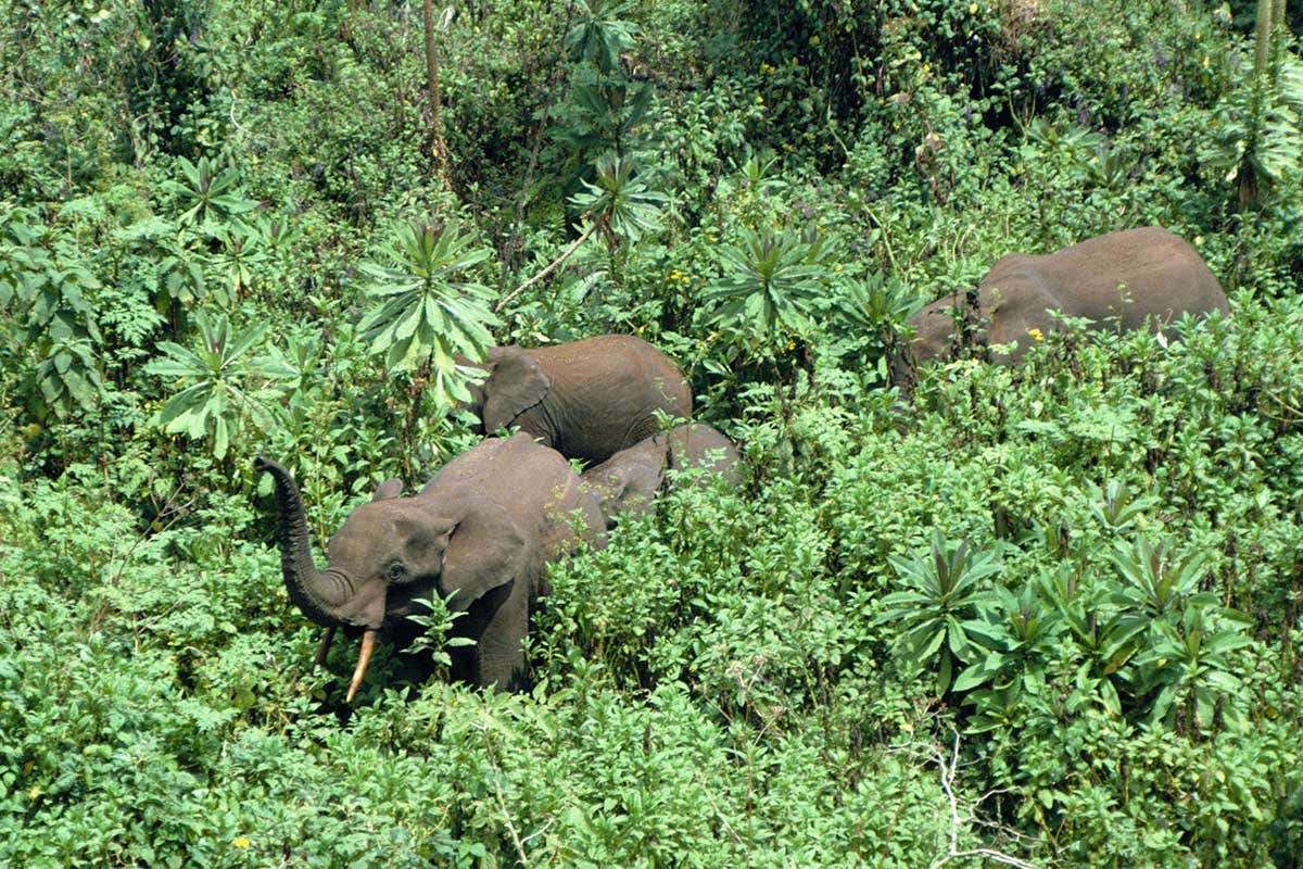 forest elephants