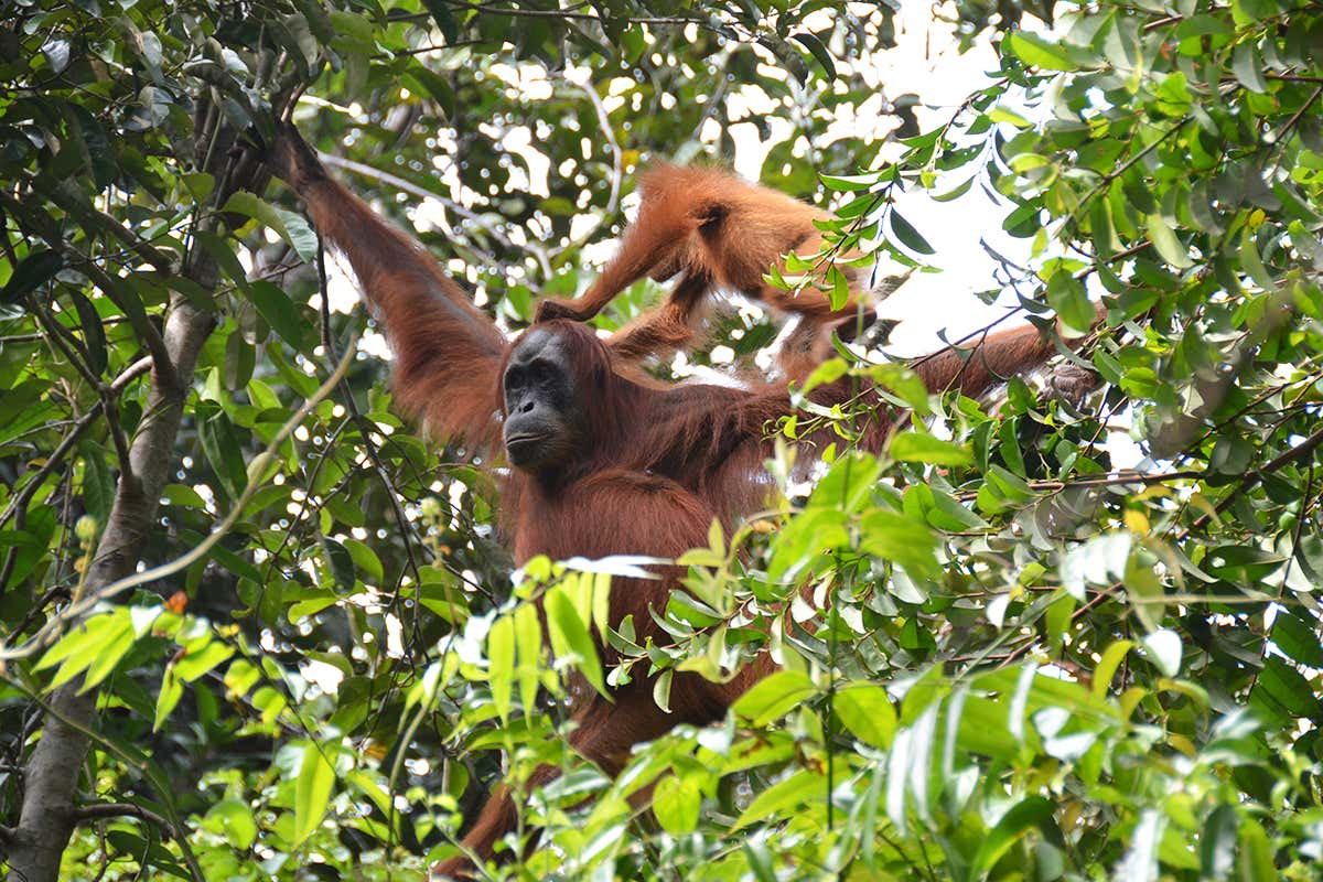 orangutans