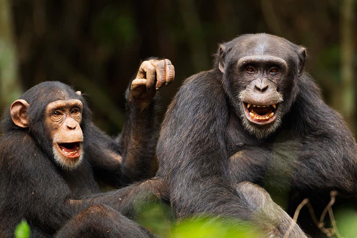 chimpanzees