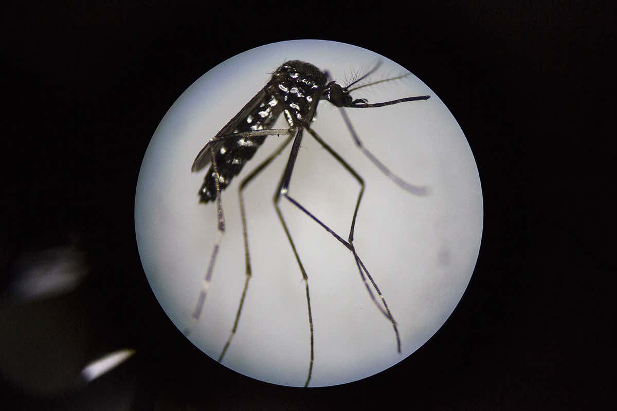 Asian tiger mosquitoes can spread dengue and Chikungunya