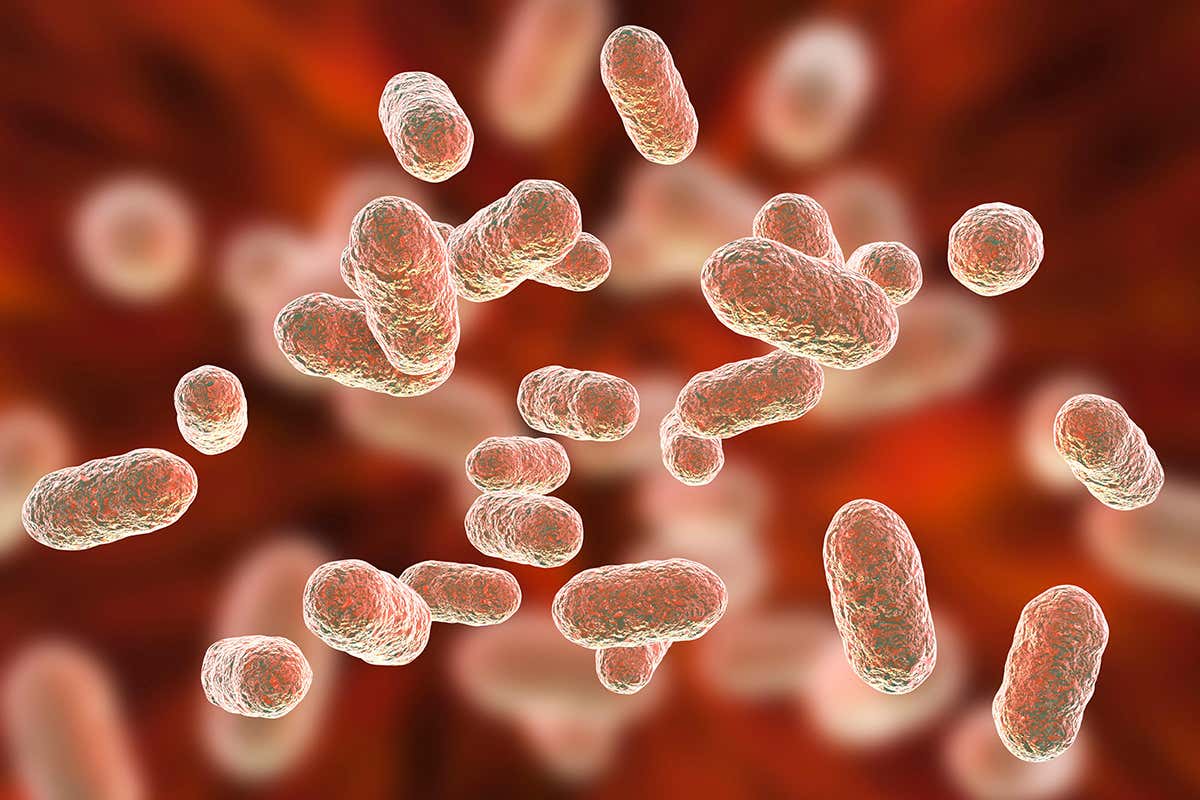 Porphyromonas gingivalis