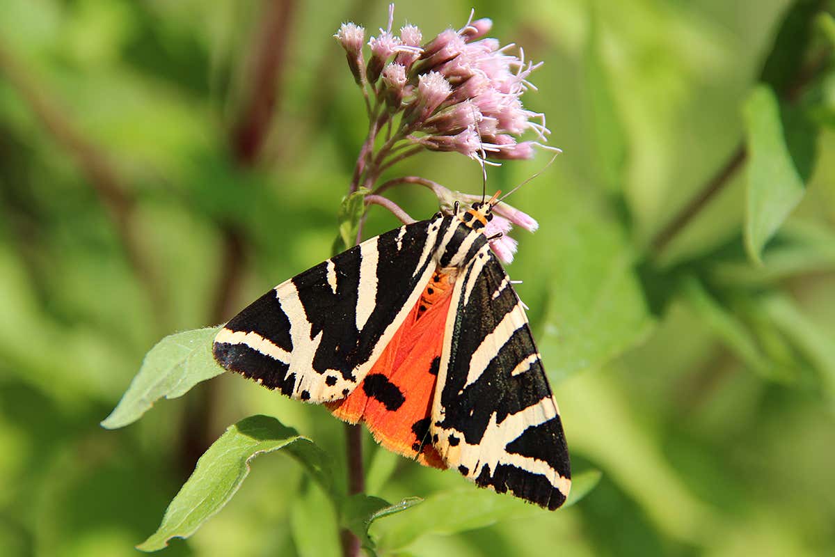 Jersey tiger moth