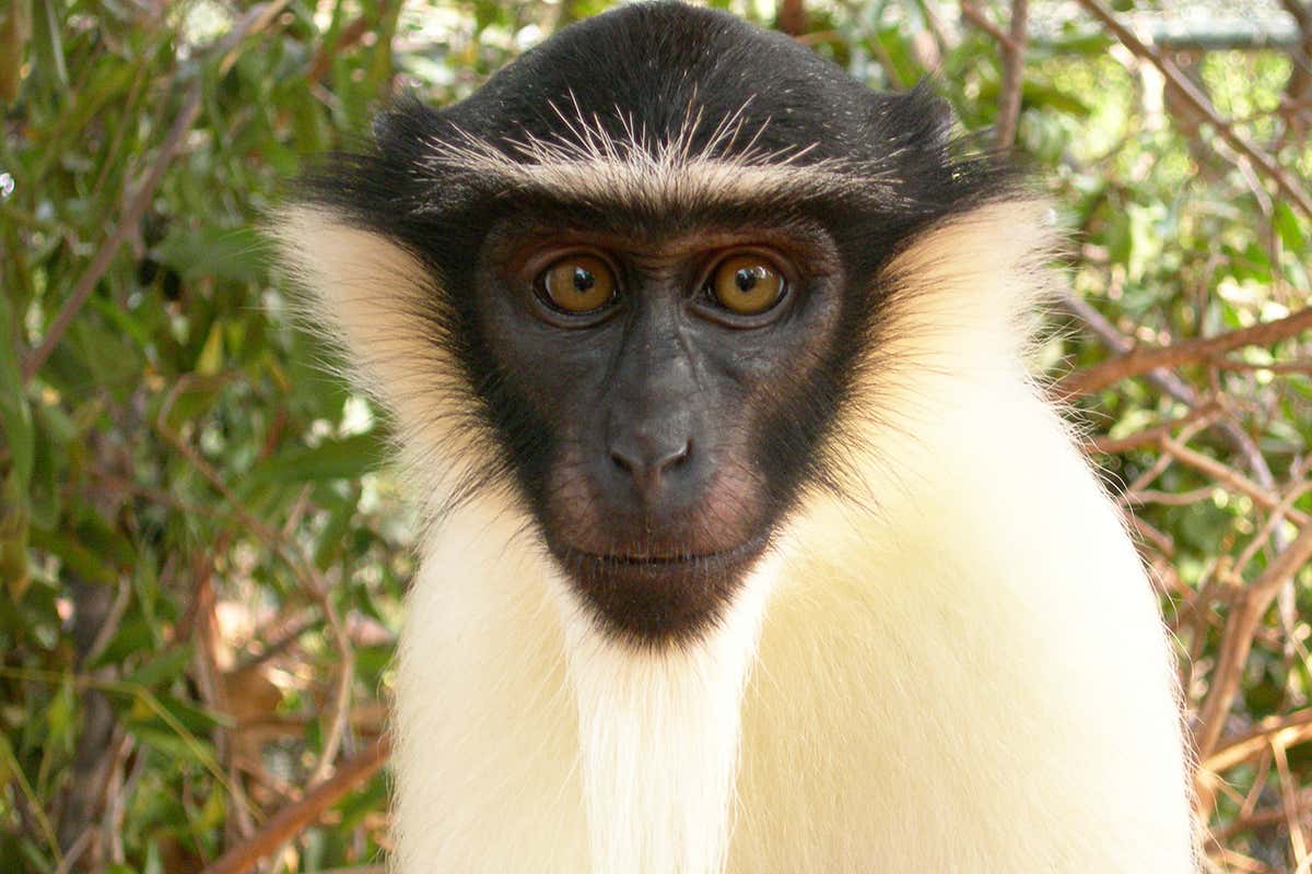 We're pushing 28,000 species closer to extinction