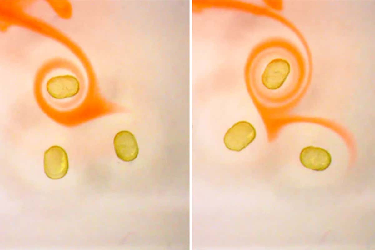 Spinning magnetic droplets