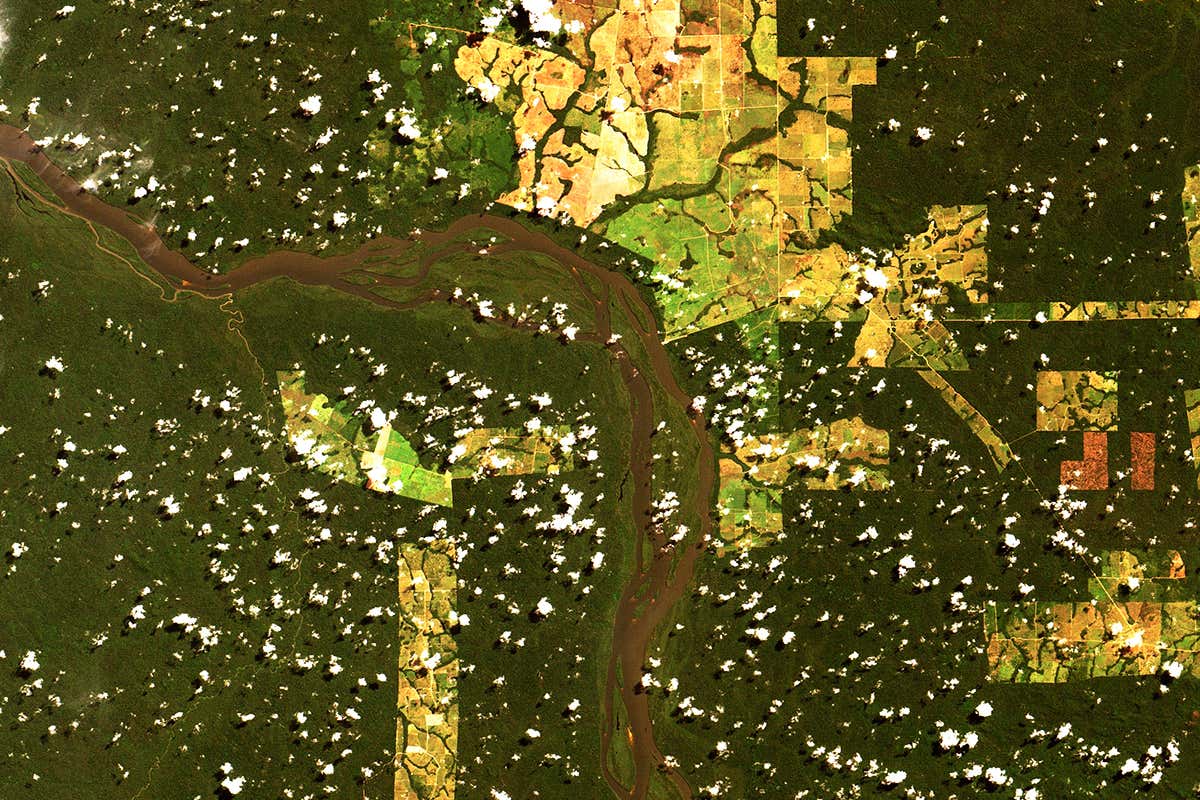 Cleared forest (orange) and cattle ranches (light green) around the Juruena River in Brazil