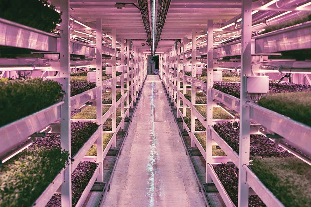 Underground food farm