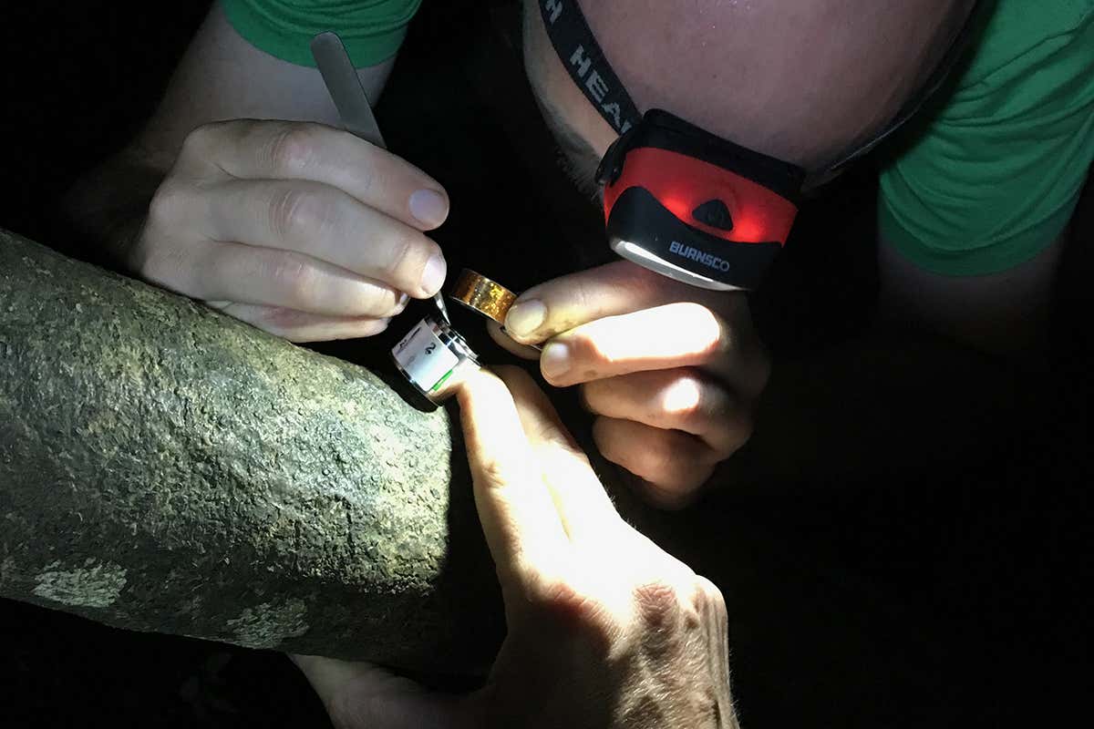 The team inspects the tree