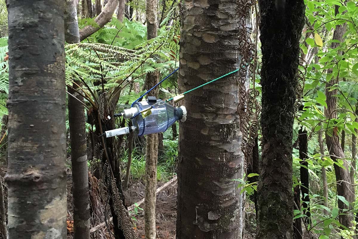 A tree with instruments attached