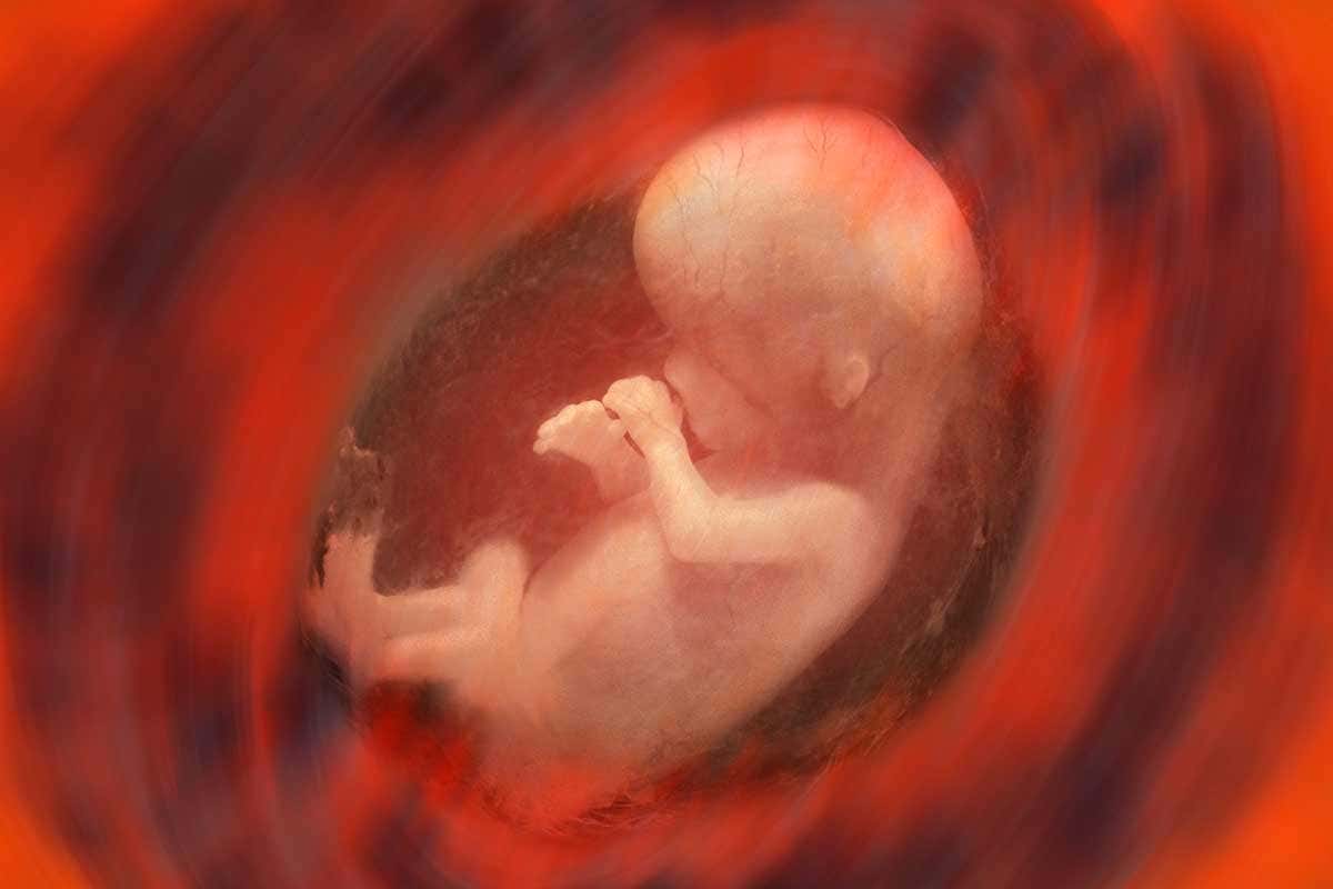 A baby in the womb