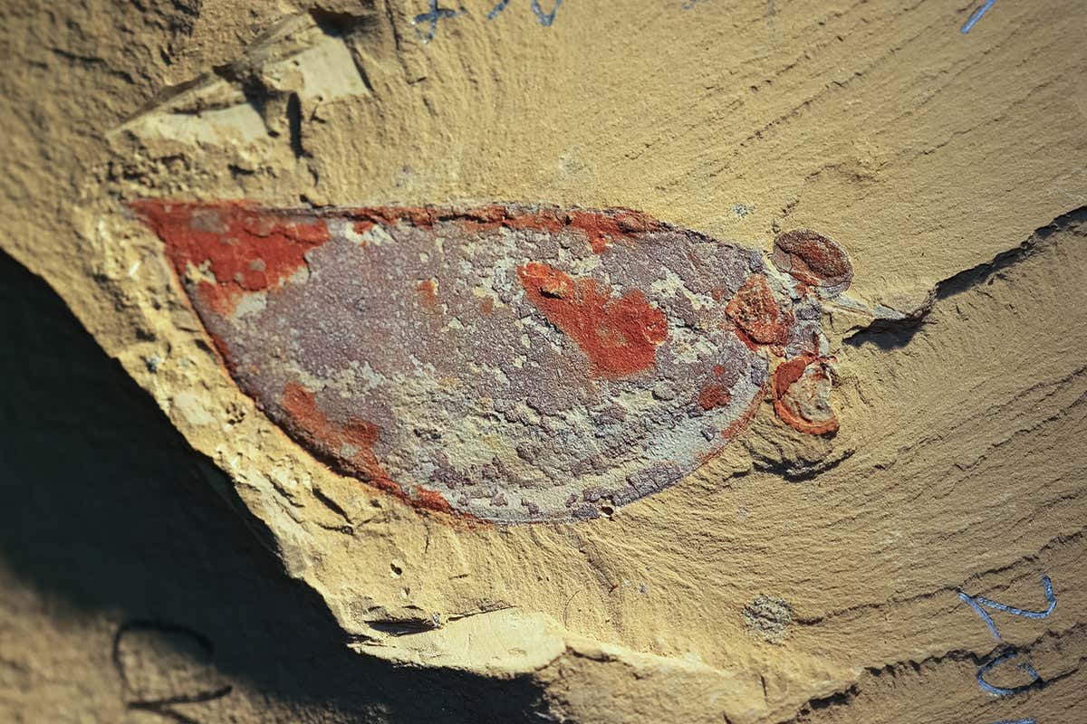 New Scientist. Science news and long reads from expert journalists, covering developments in science, technology, health and the environment on the website and the magazine.