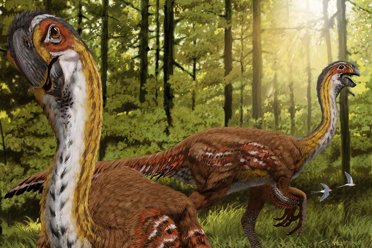 Artist's impression of two feathered oviraptor dinosaurs