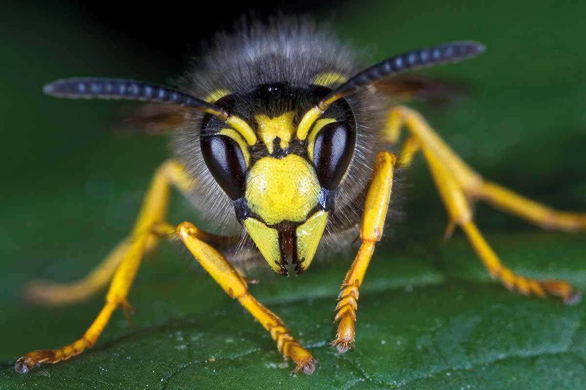 Wasps may be getting smaller