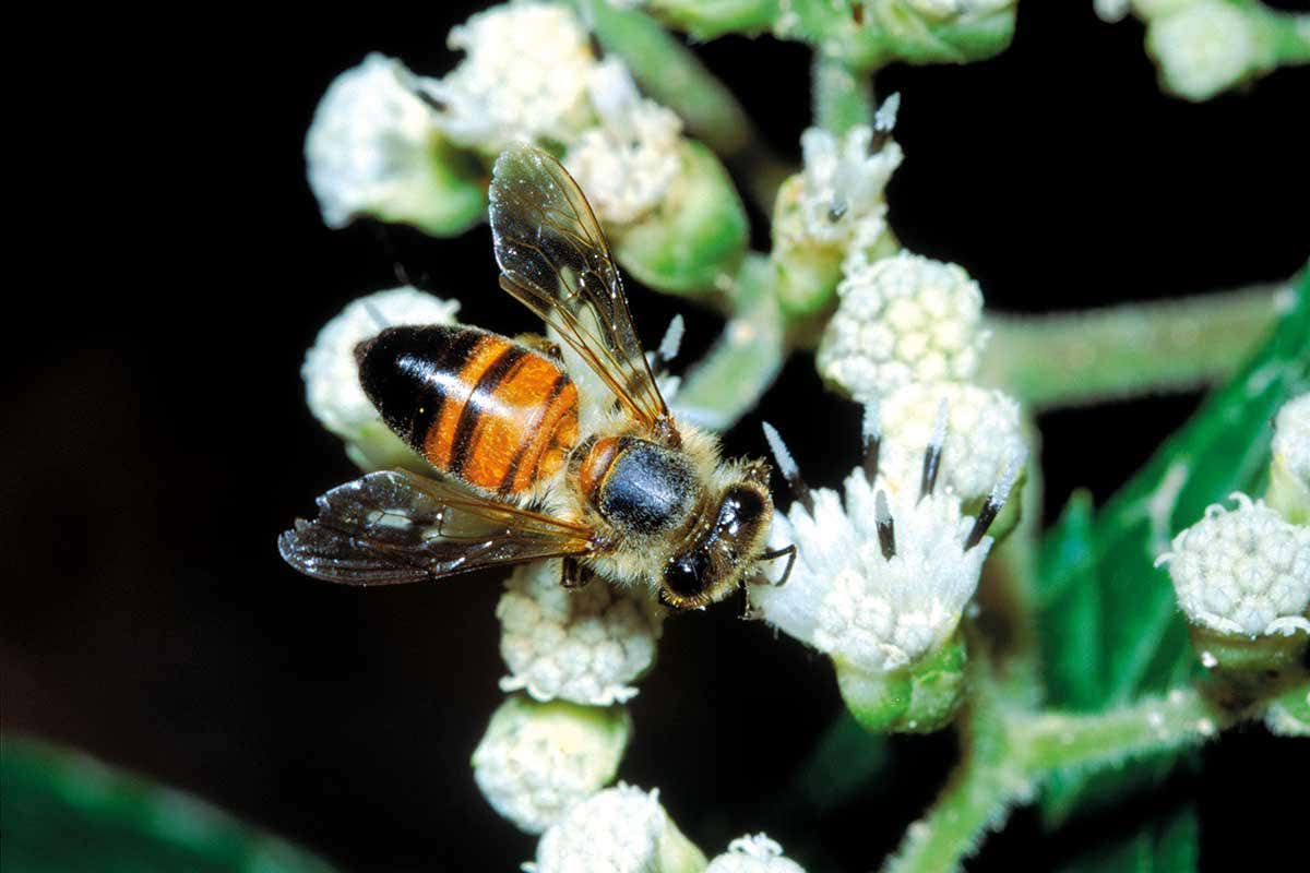 Bee