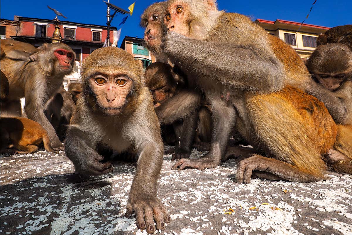 Macaques eating rice