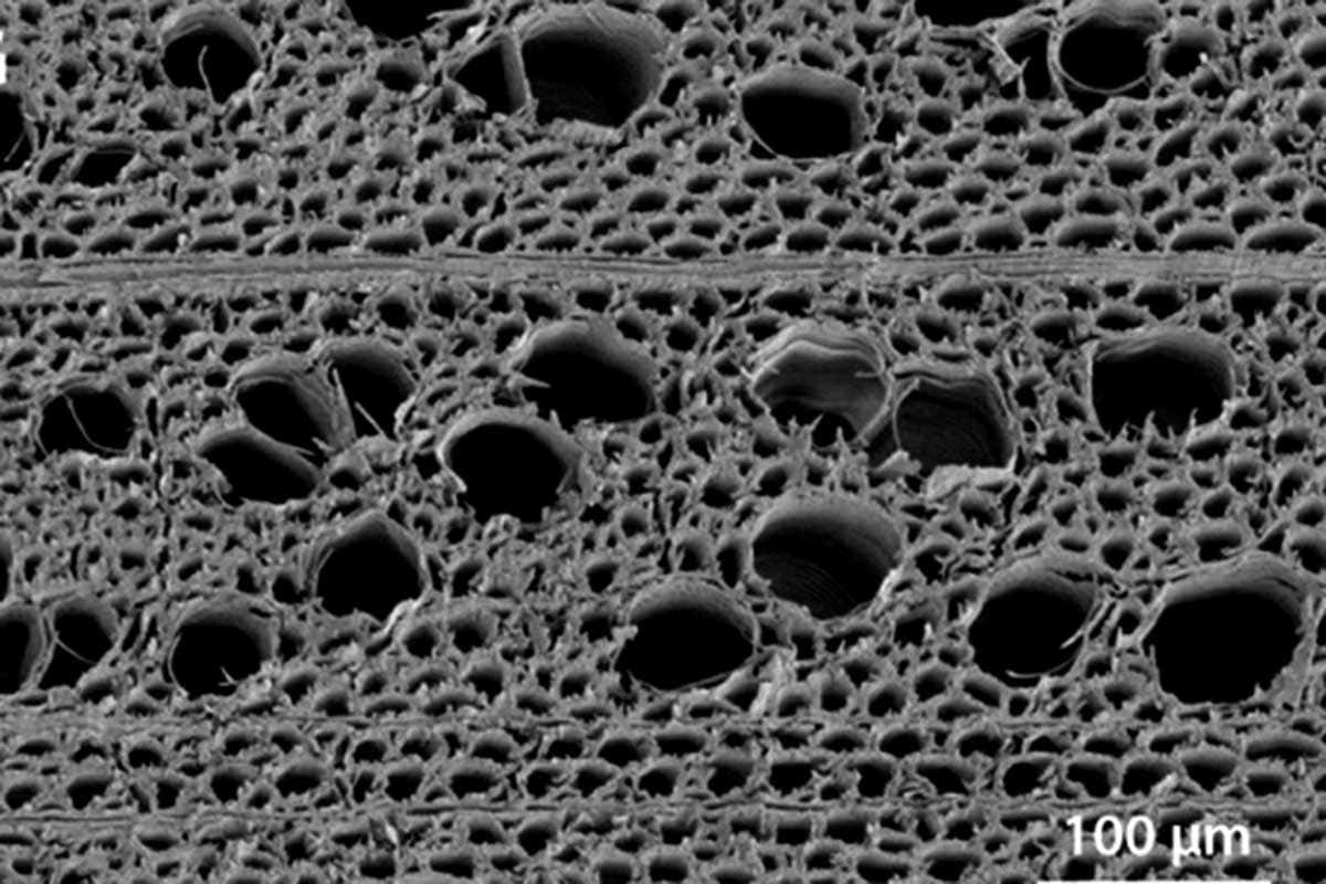 a cross section of the modified wood