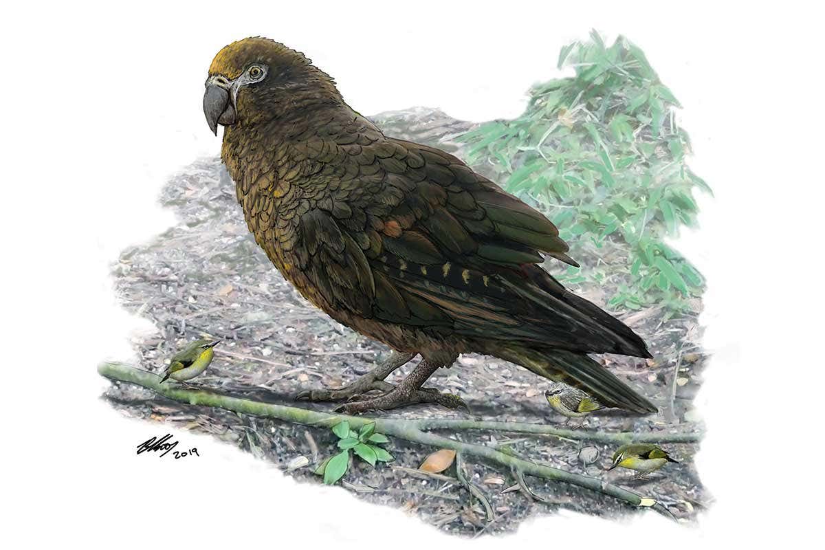 Heracles inexpectatus lived in New Zealand