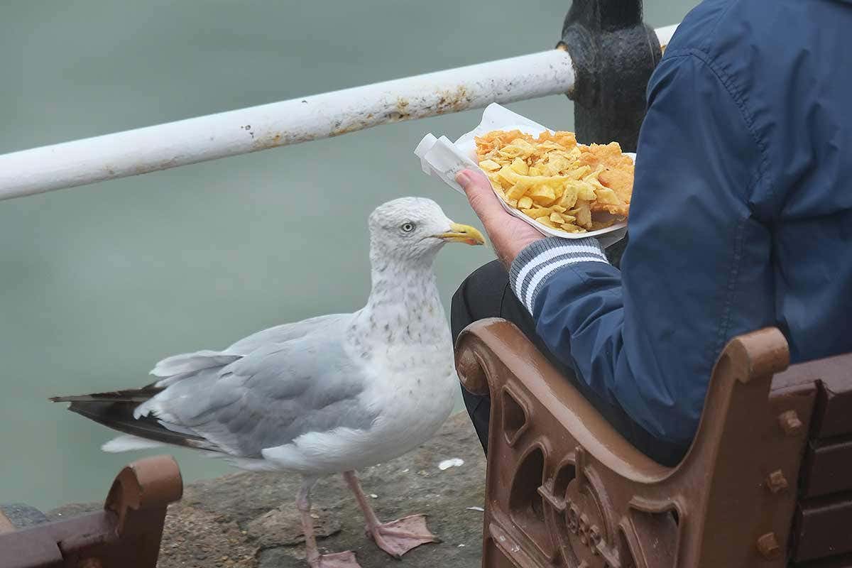 a seagull near a man on a bench holding chips