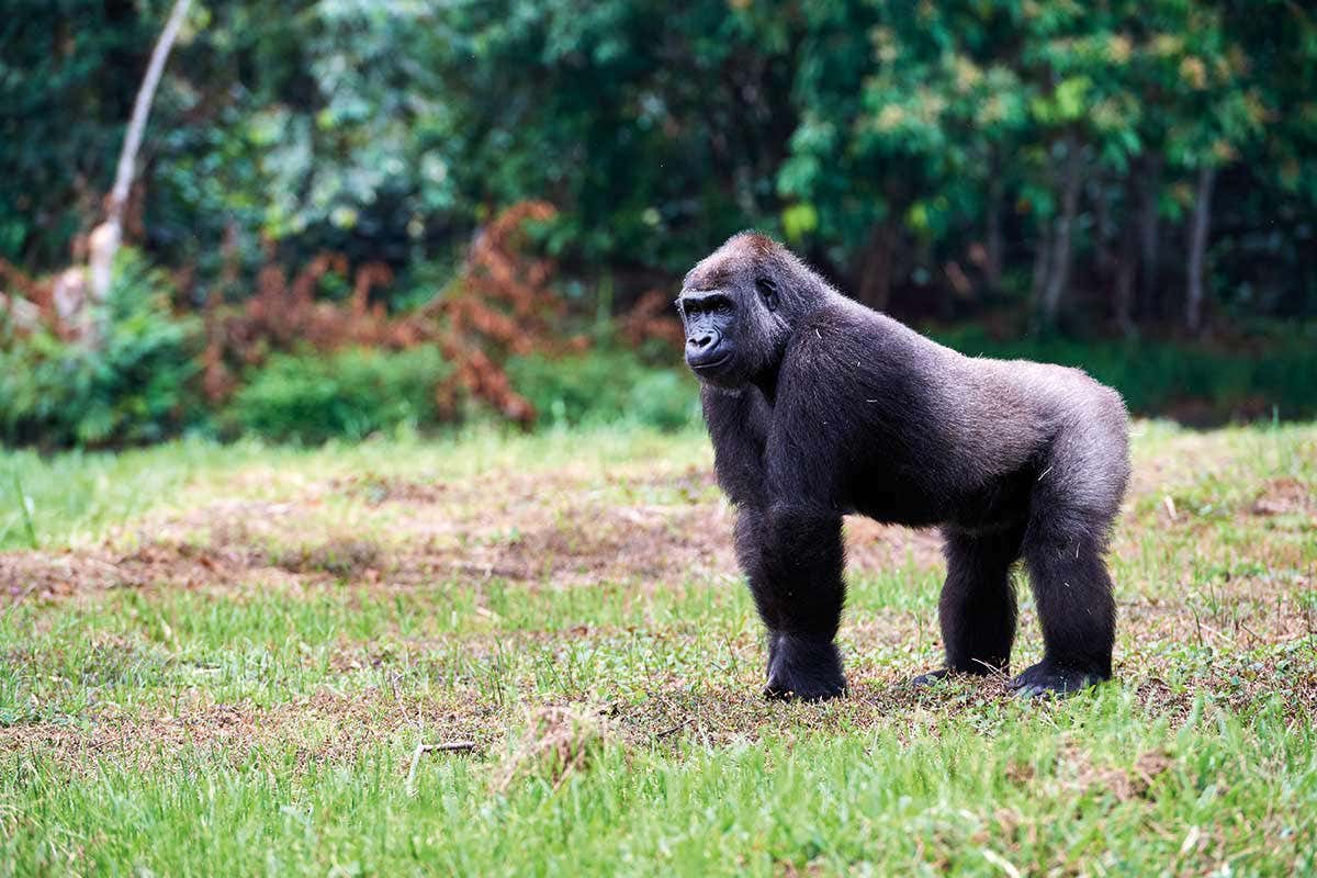 Gorilla