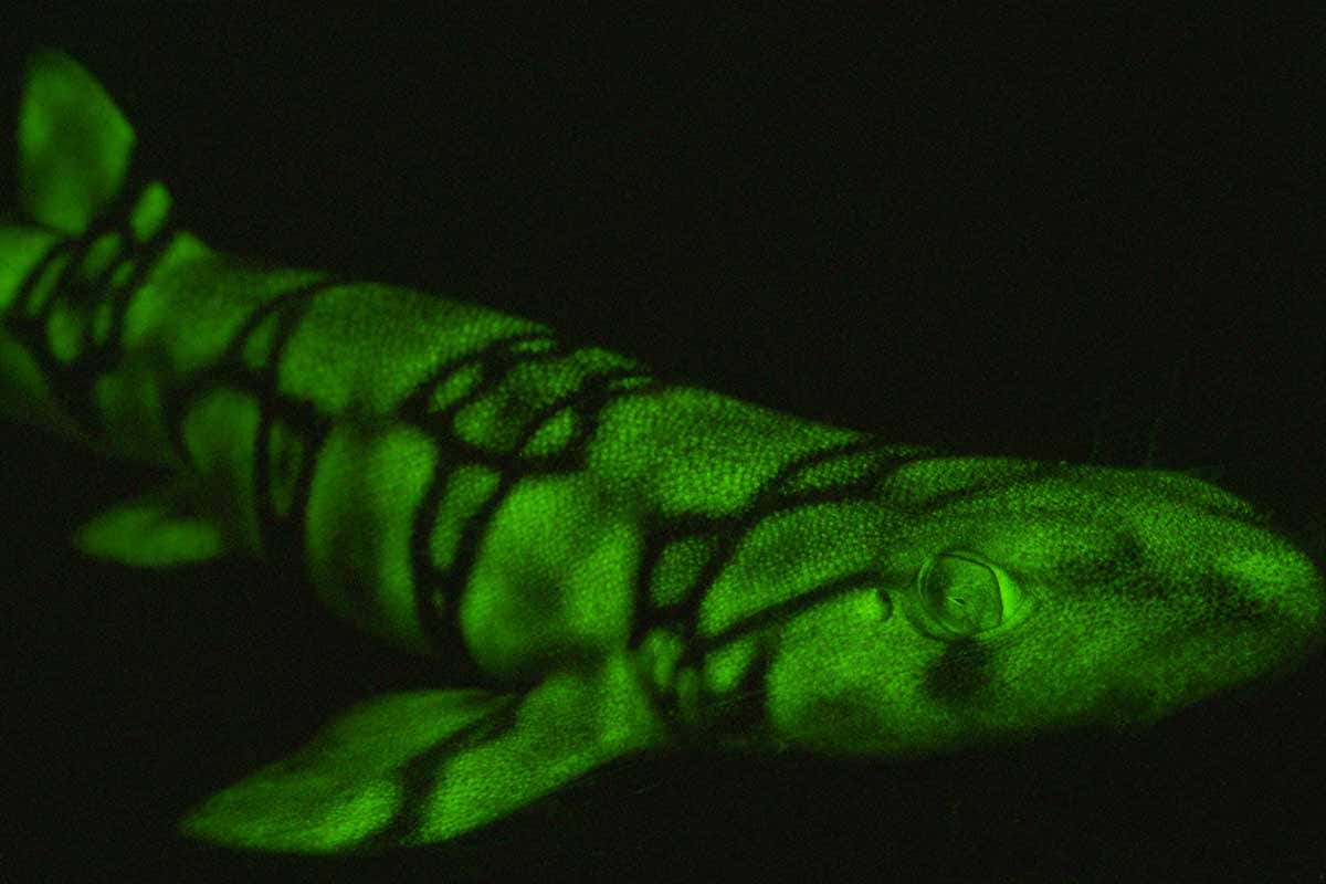 Chain catsharks glow green in deep water