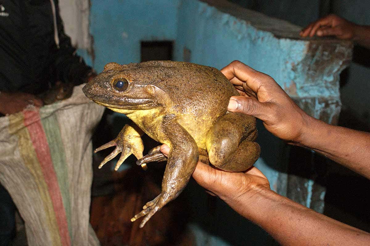 World’s largest frog builds its own ponds using heavy rocks