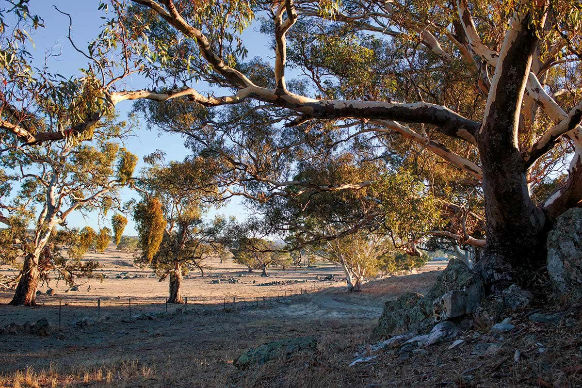 A tree in Australia