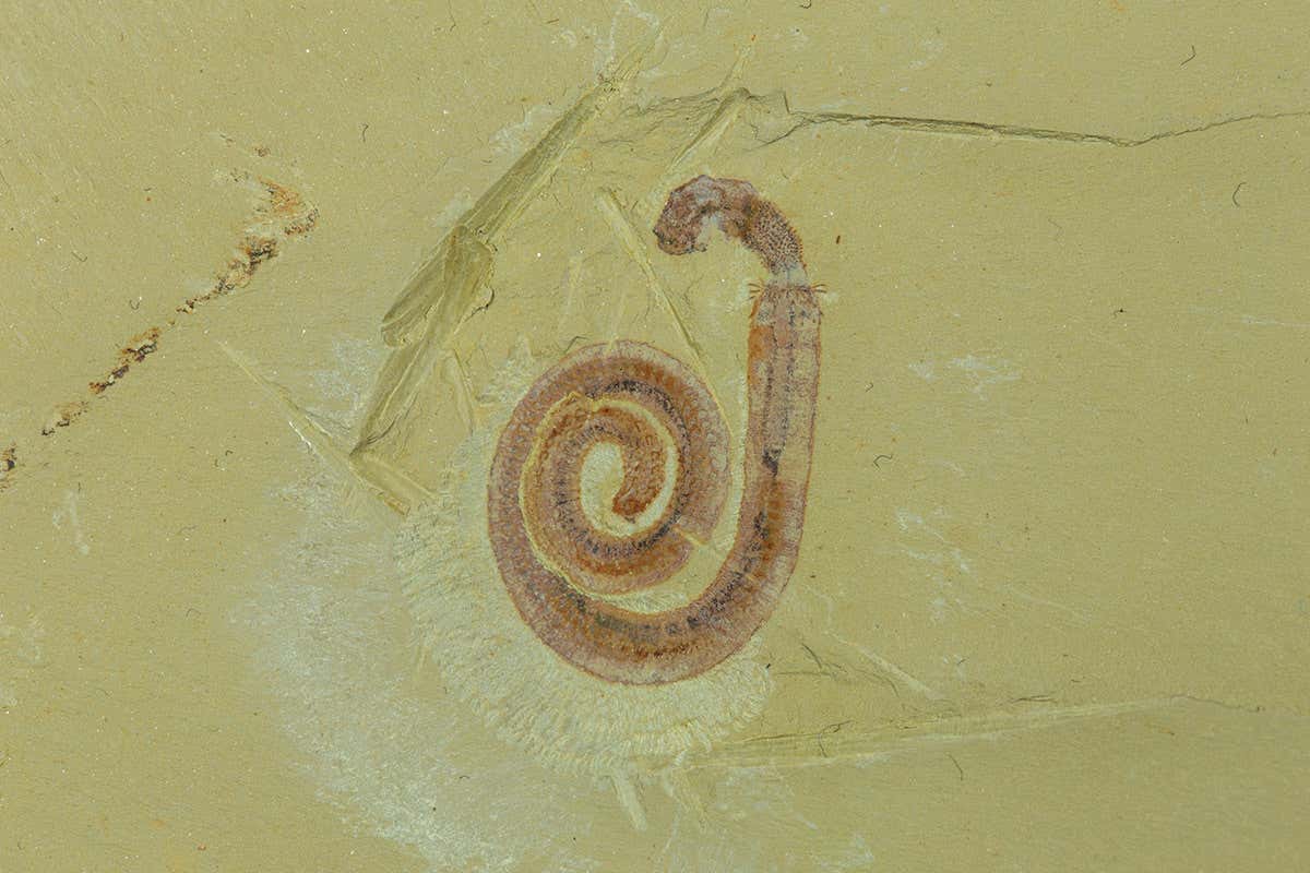 Fossils of the earliest animals seen outside China for the first time