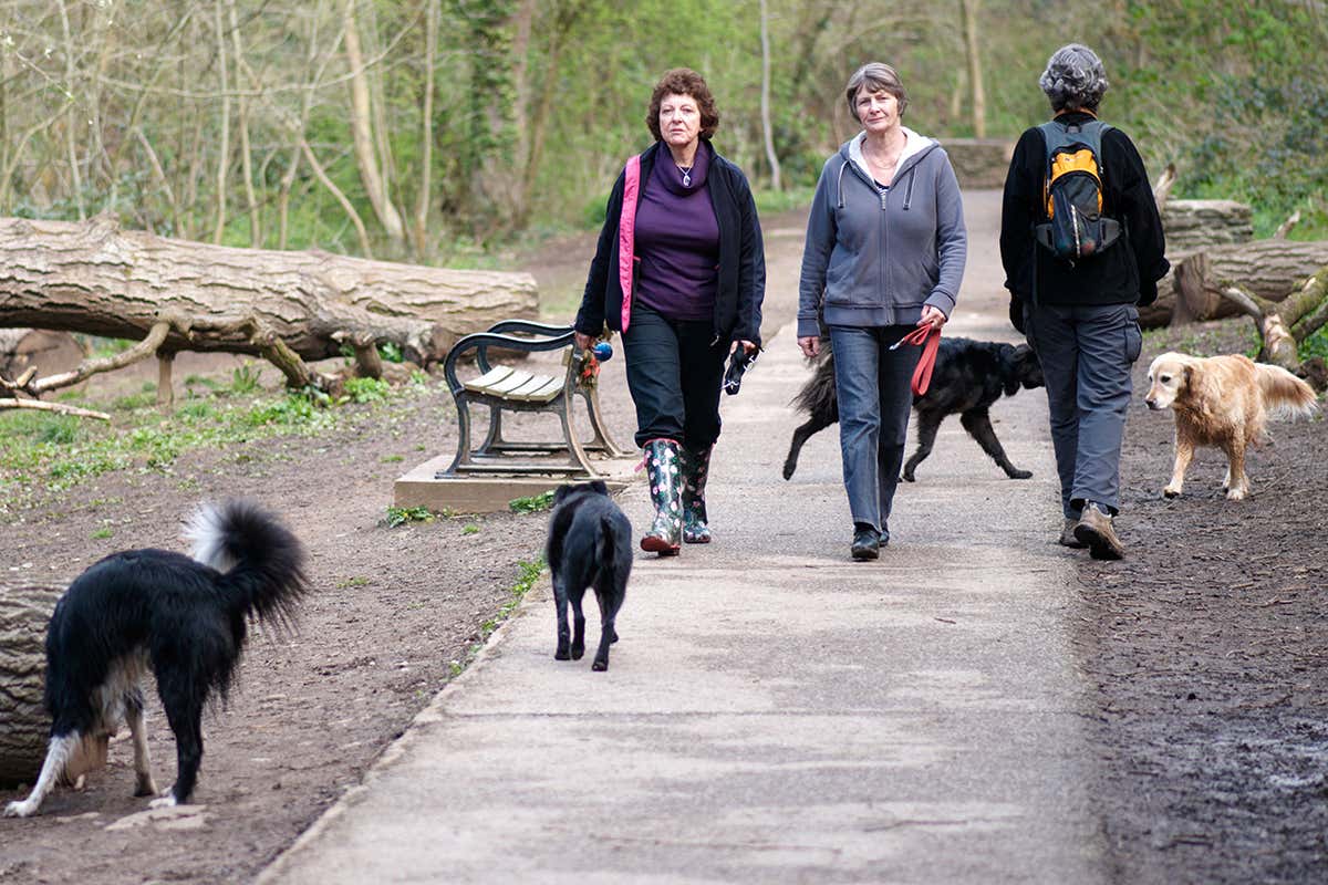 Dog walking may put some people at risk of catching Lyme disease