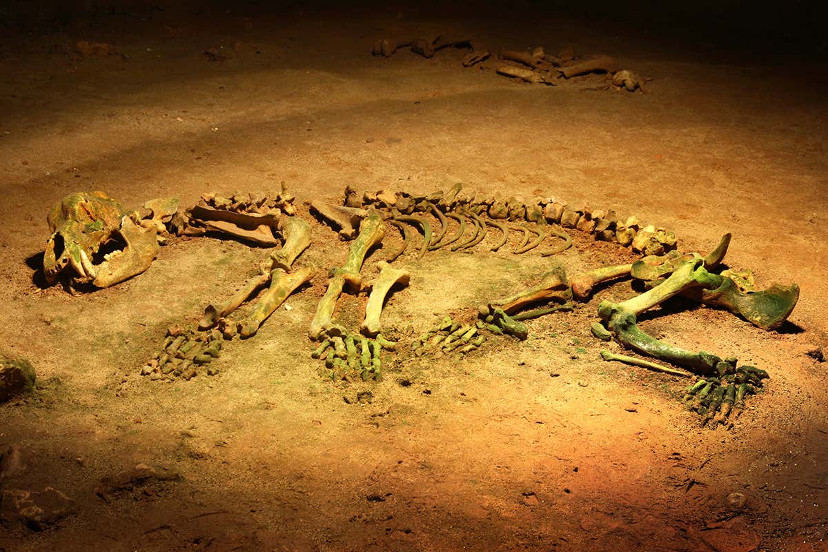 Cave bear skeleton