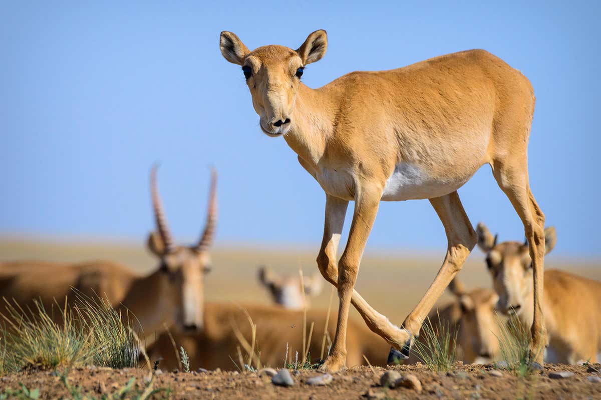 Saiga antelope now live only in Russia, Kazakhstan and Mongolia