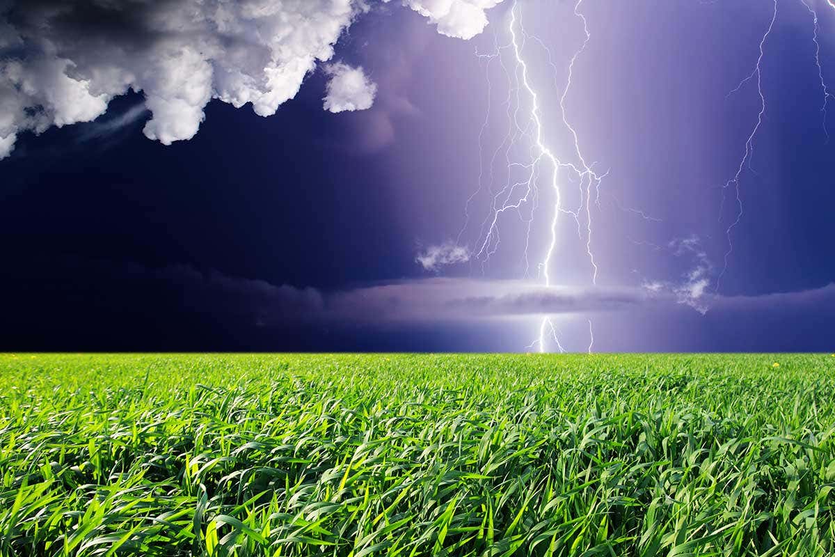 Inside China's attempt to boost crop yields with electric fields