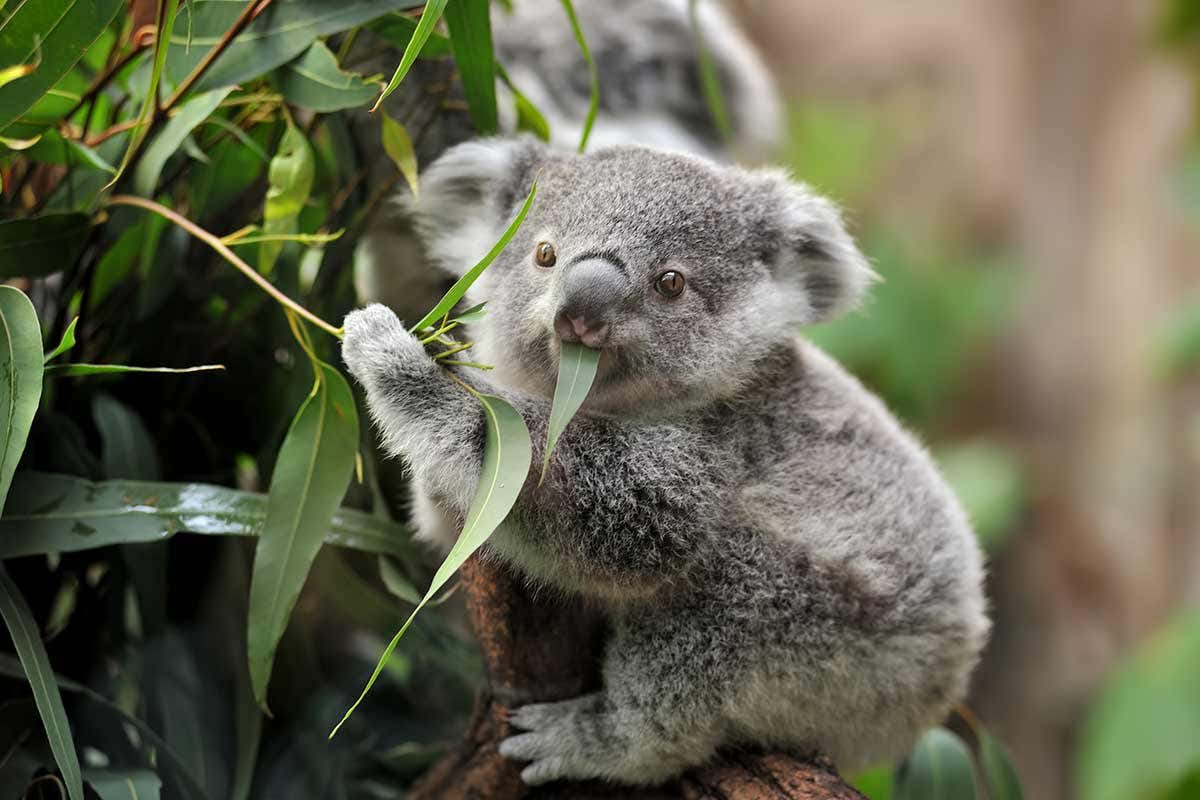 A koala