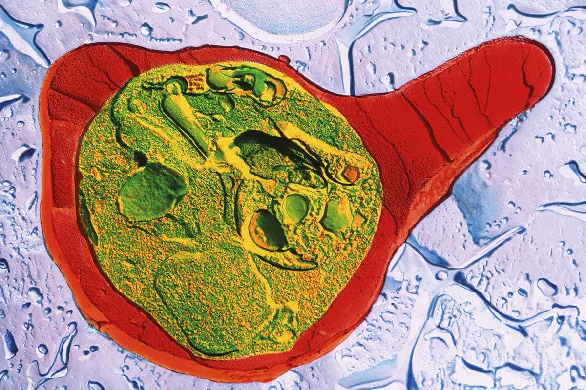 New Scientist. Science news and long reads from expert journalists, covering developments in science, technology, health and the environment on the website and the magazine.