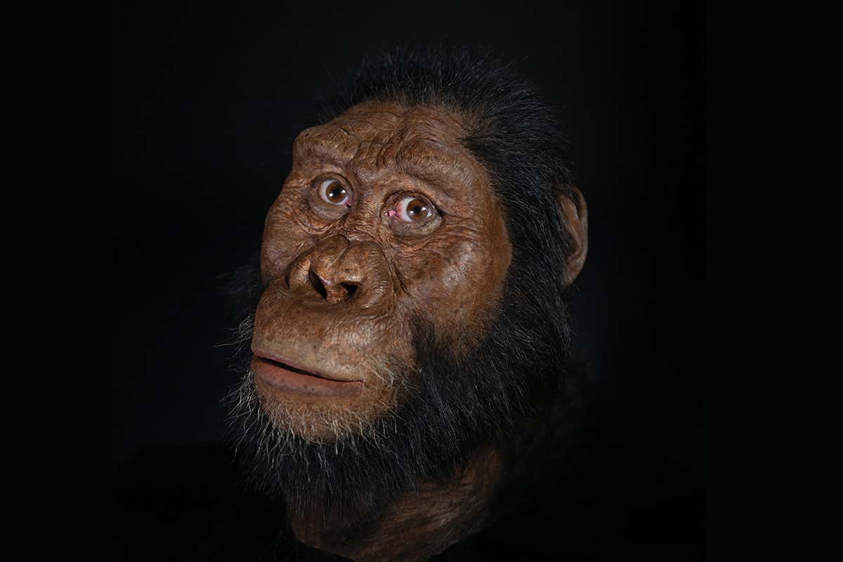 A facial reconstruction of A. amanensis