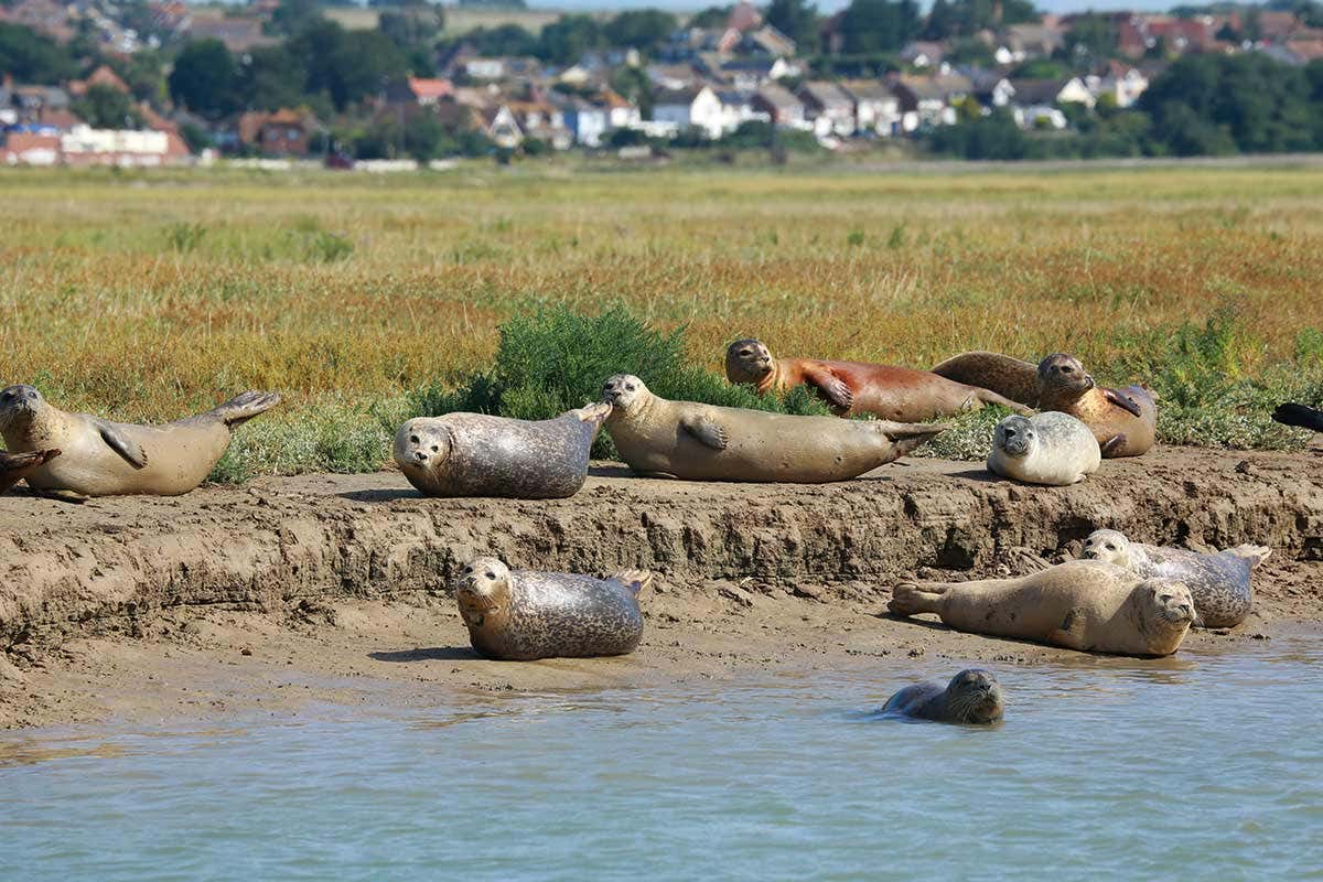Seals on a muddy riverbank