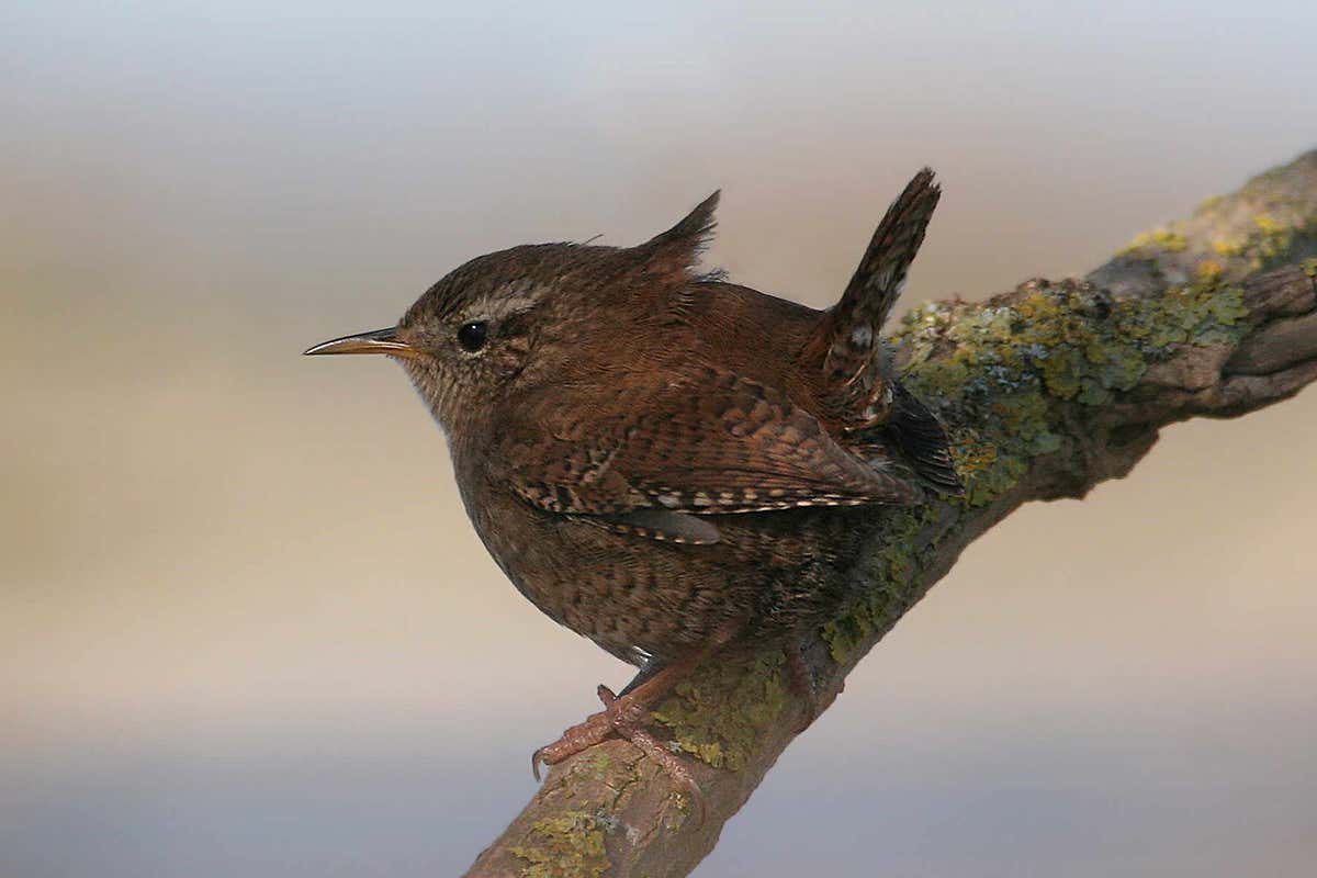 wren