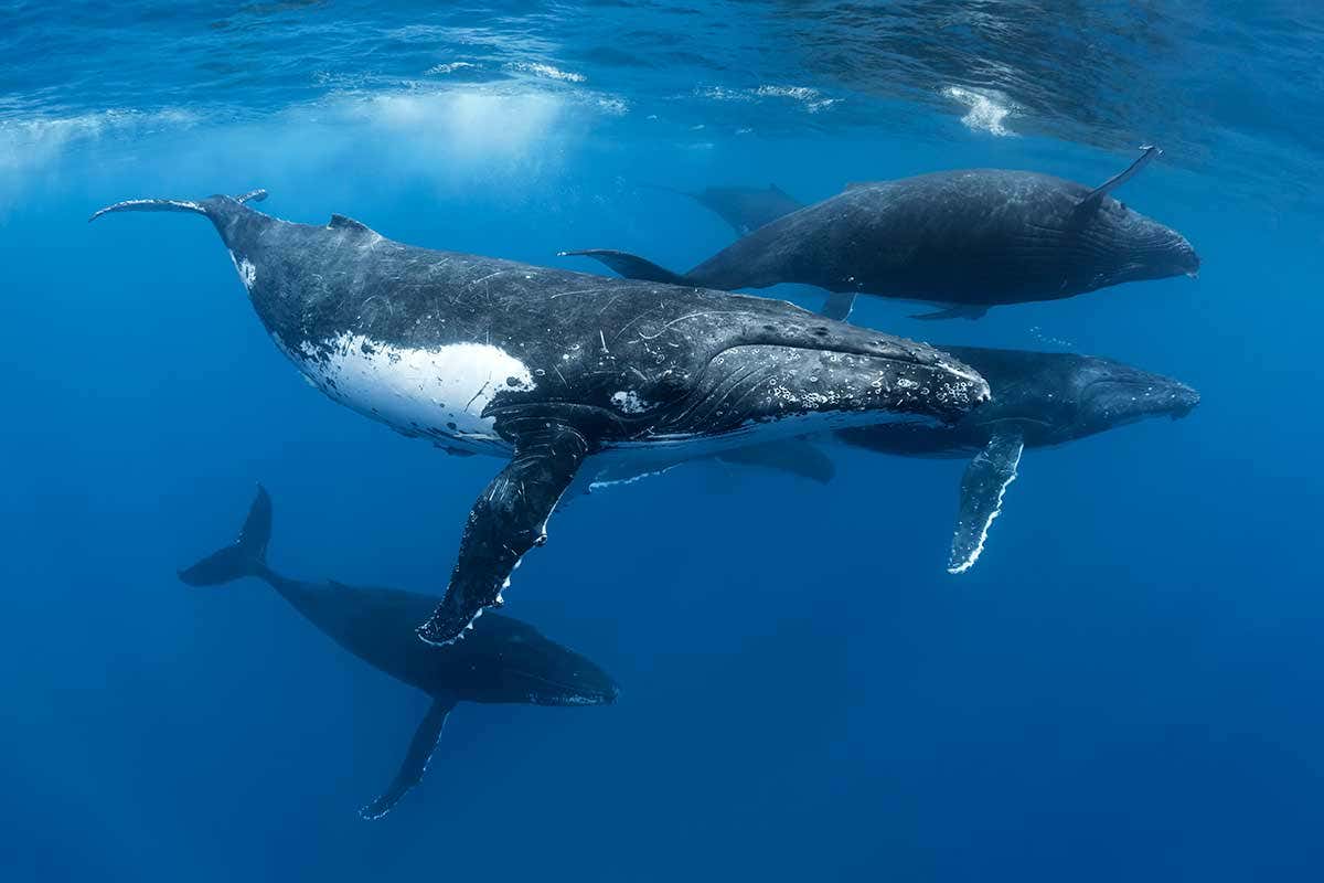 humpback whale