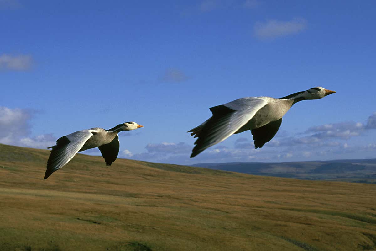 geese flying