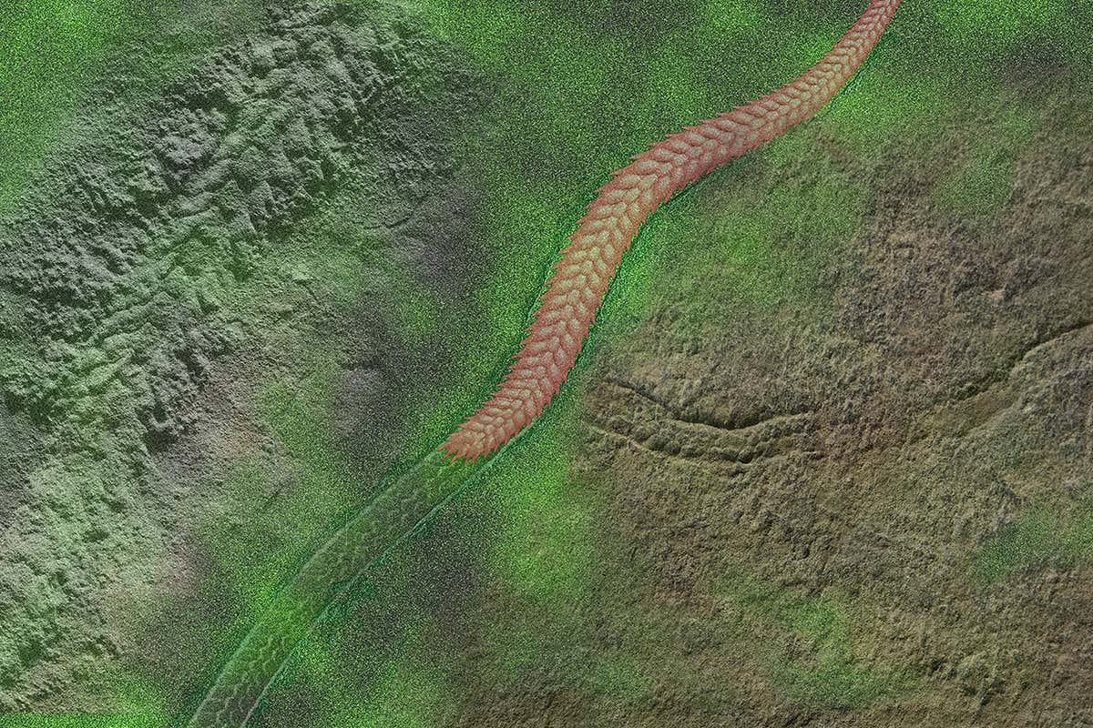 Picture of ancient worm