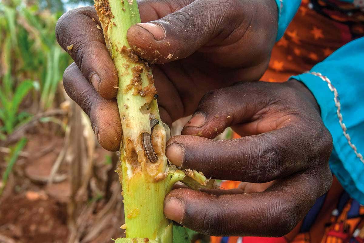 World's hungriest caterpillar is wreaking destruction around the world