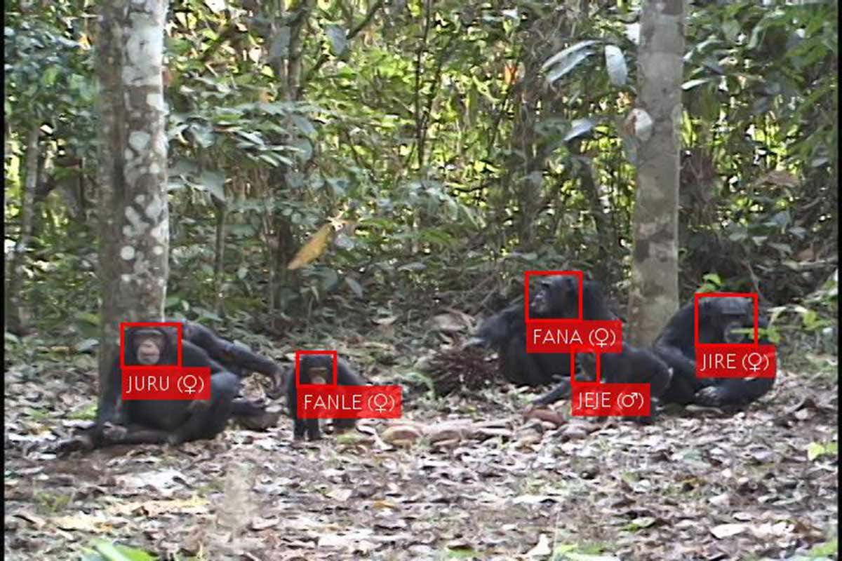 chimps being identified
