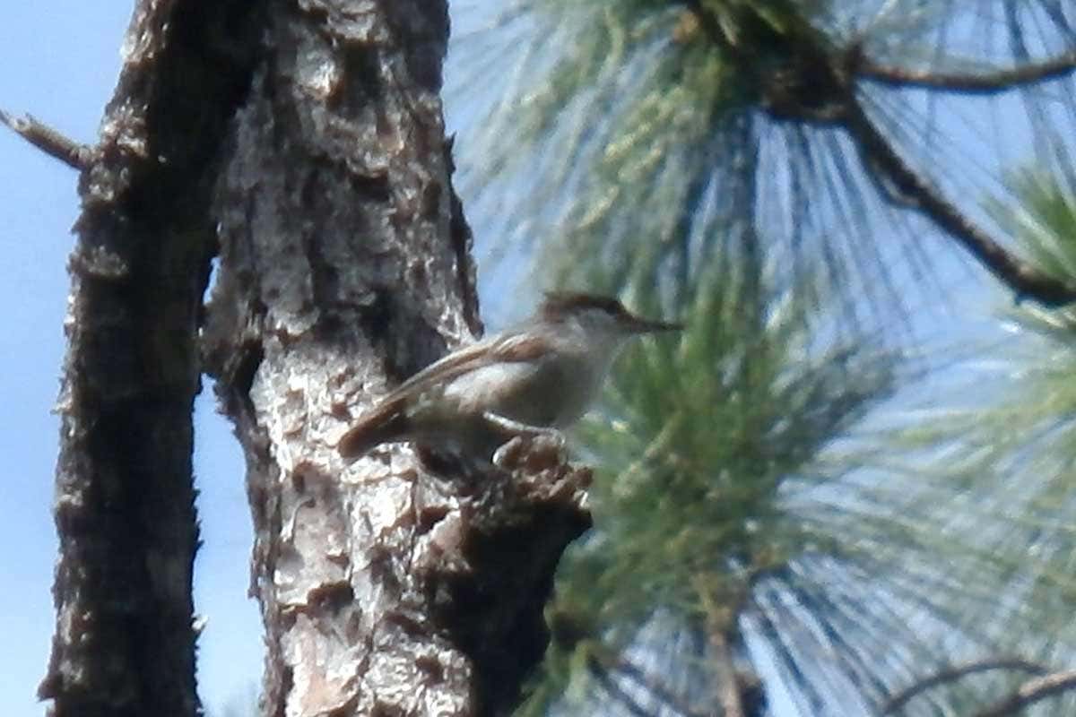 Bahama nuthatch