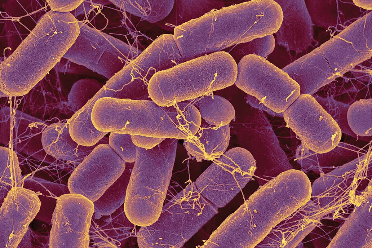 The psychobiotics revolution has implications for us all