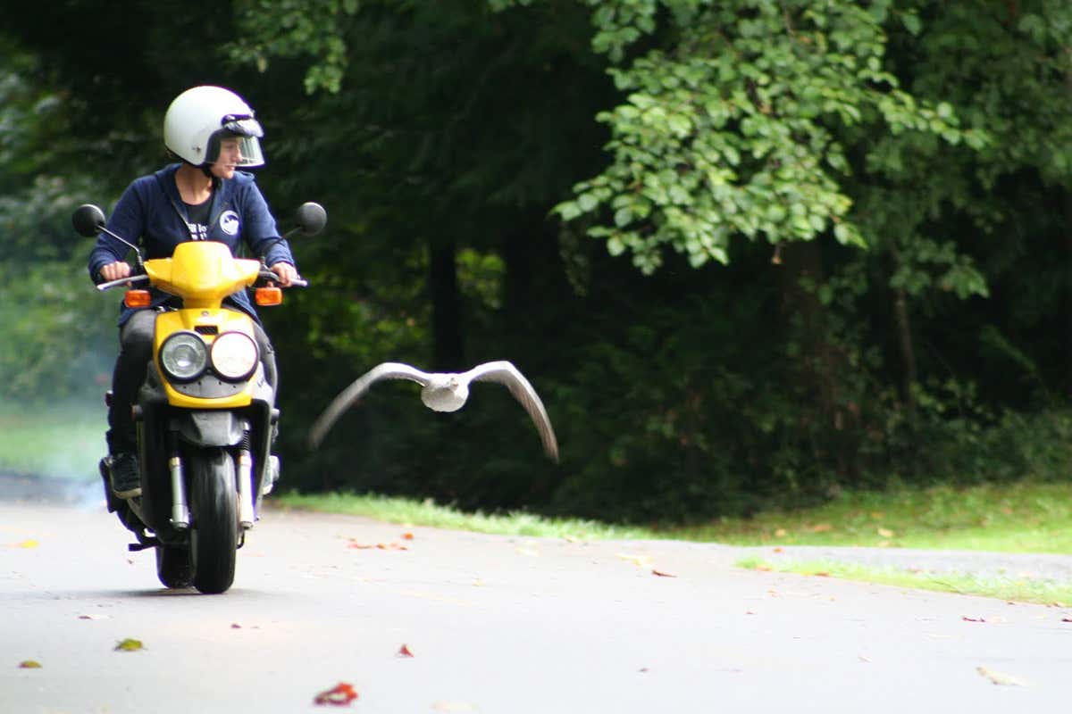 A bar-headed goose in flight training with their imprinted foster parent