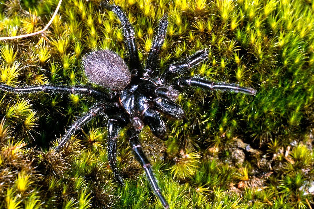 funnel web spider