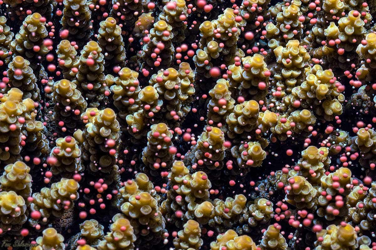 coral spawning