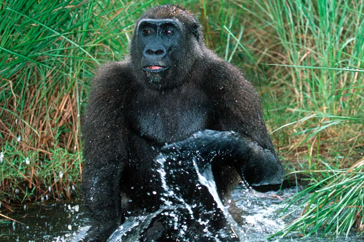 gorilla in water