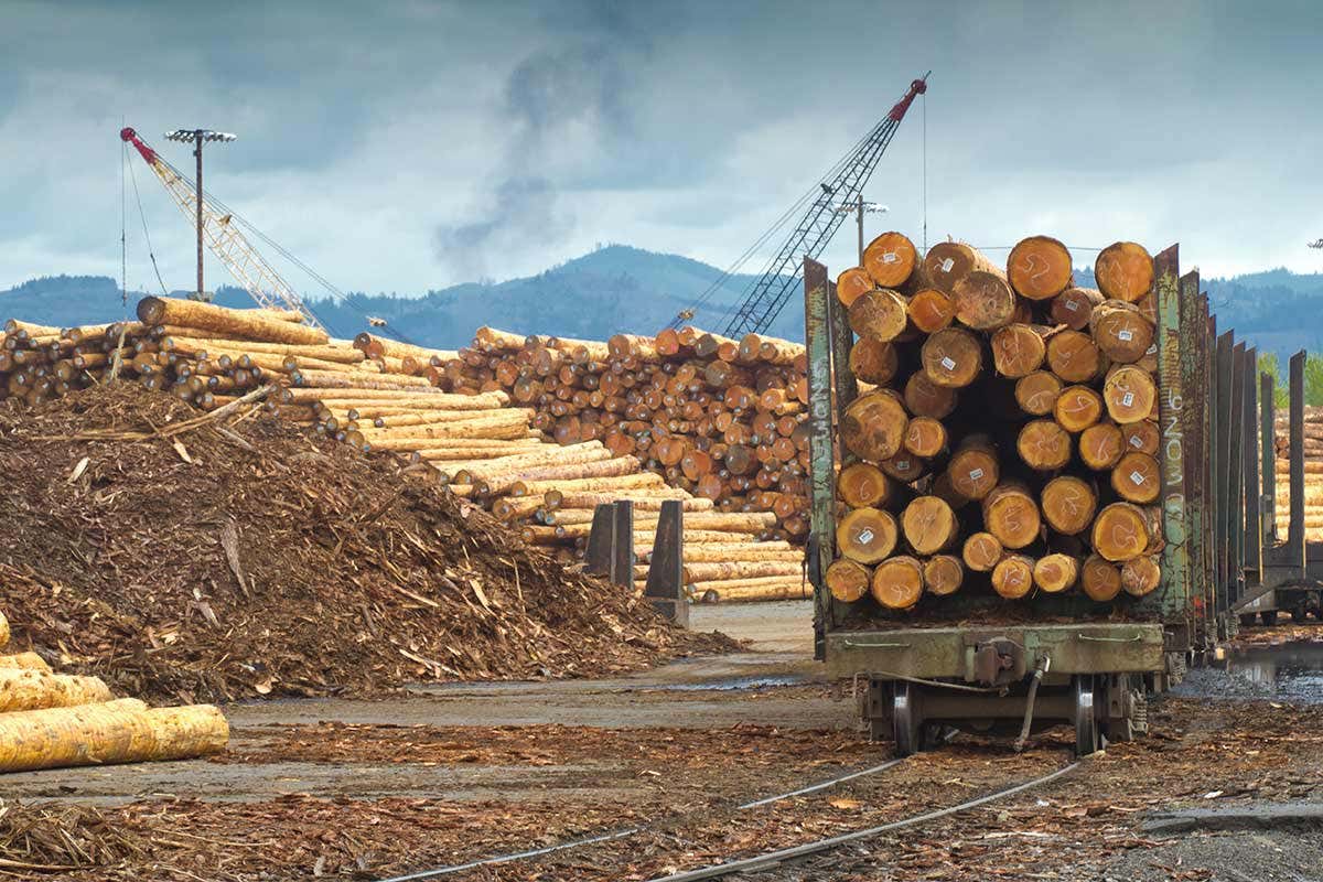 Piles of timber and truck being loaded