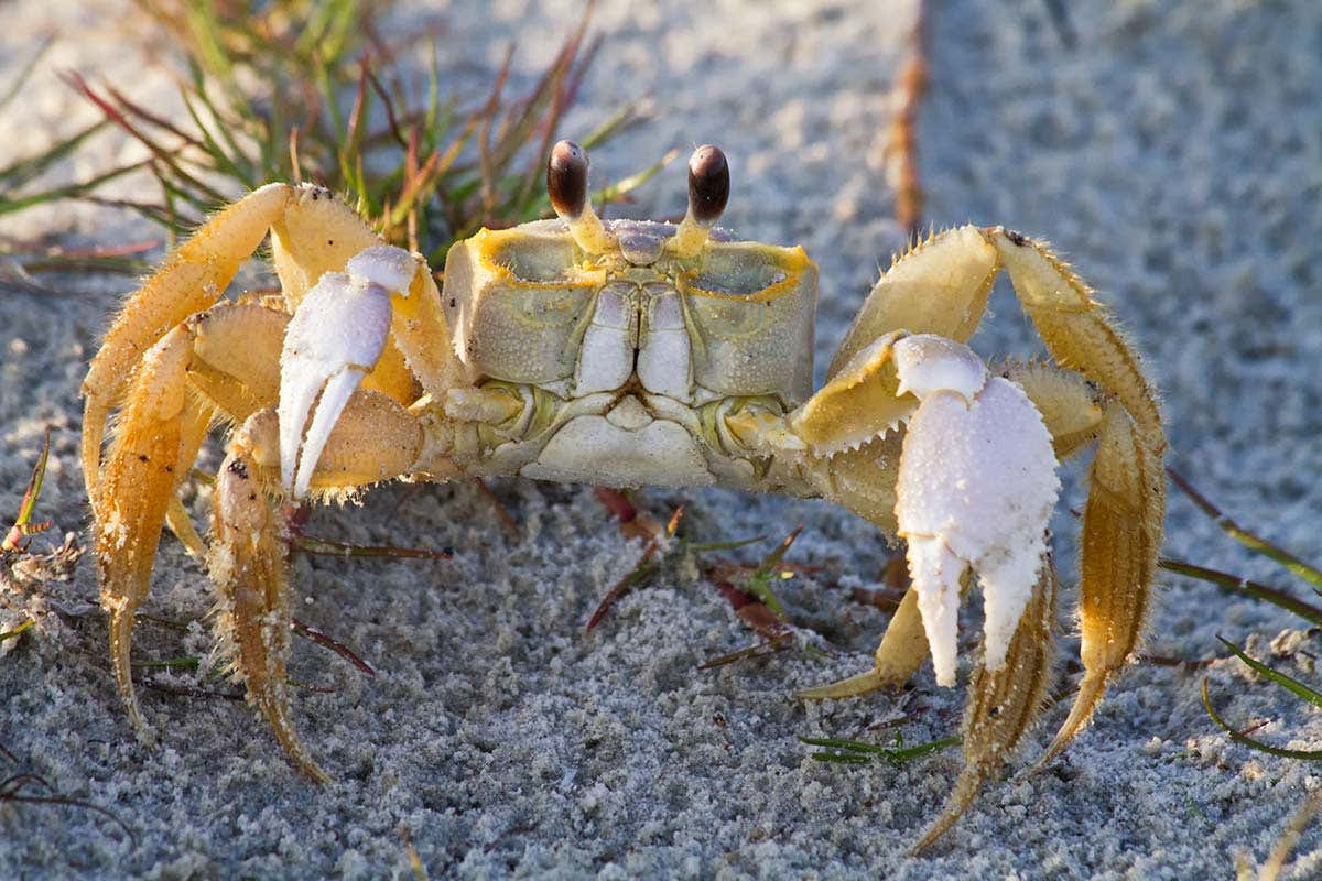 A ghost crabs