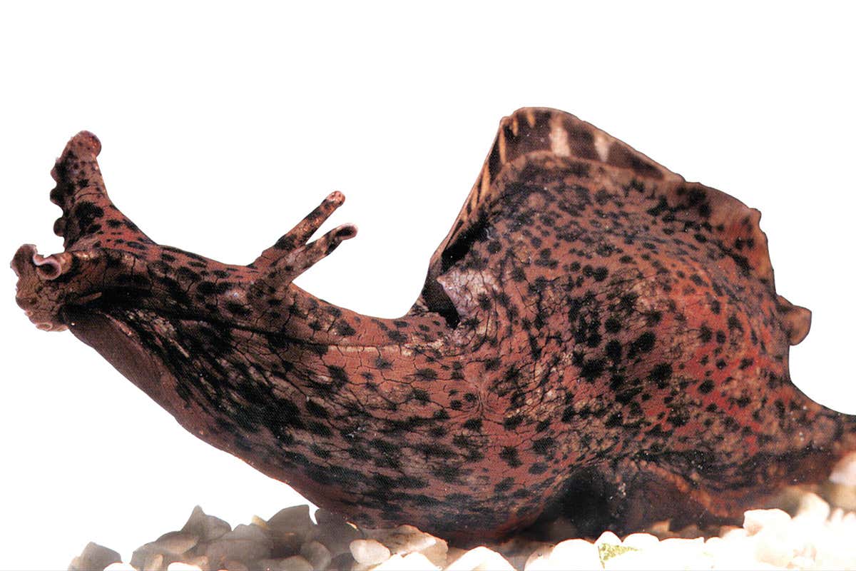 Dean Burnett on why disruptive teens might have saved the human race